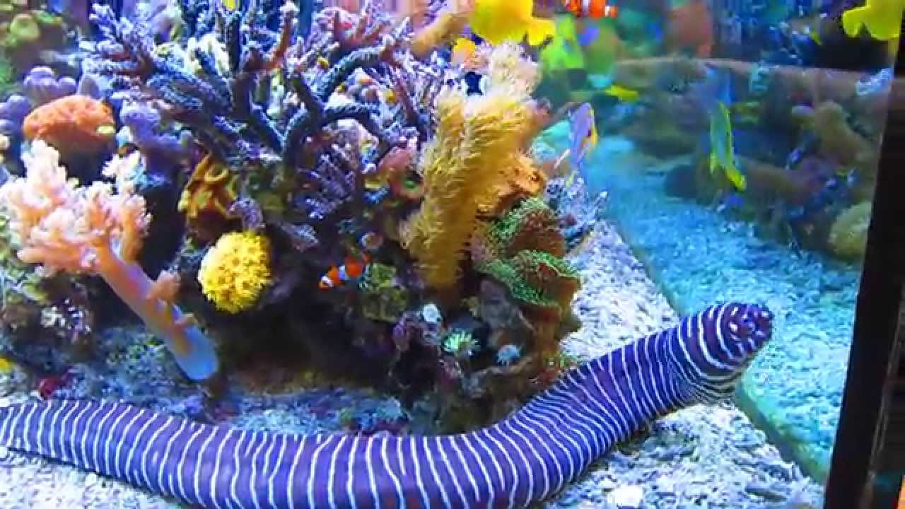 Prachtig 2500 liter rifaquarium huist murenes