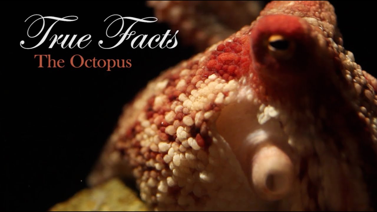 Ware feiten over de Octopus