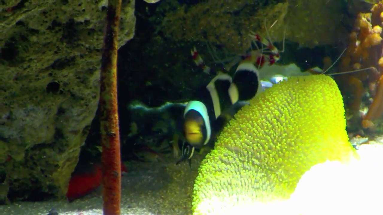 Vulkaanhabitat creëert levendig aquarium