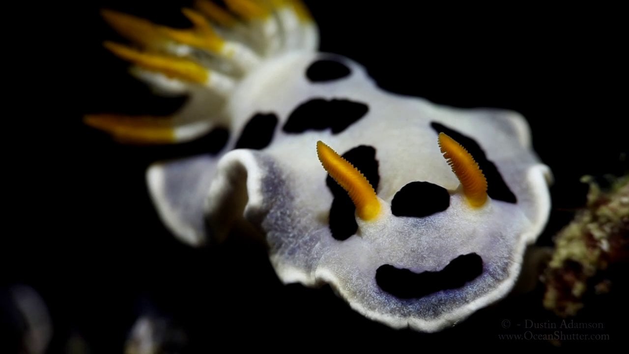 Dustin Adamson toont kleurrijke Nudibranchia in Anilao