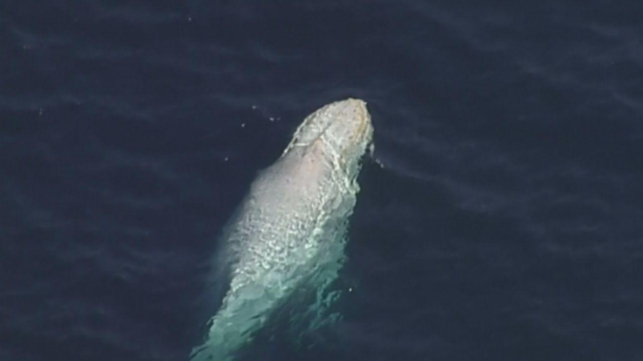 Levensechte Moby Dick duikt op voor kust van Australië