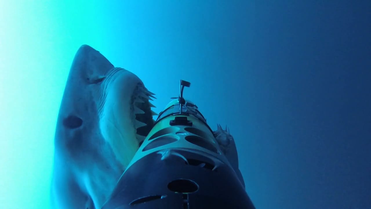 Haaien vallen onderwatercamera aan