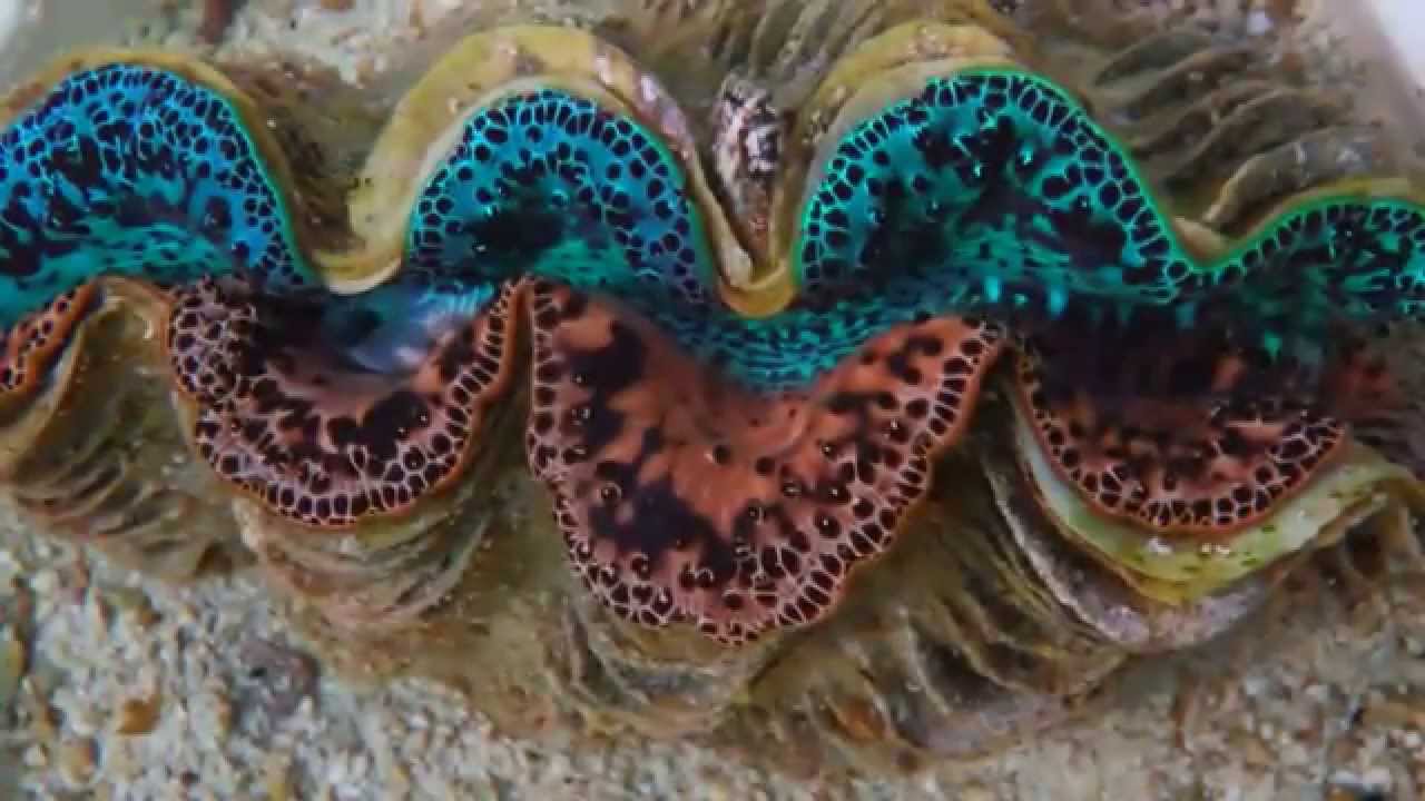 Zeldzame dubbelkleurige Tridacna duikt op