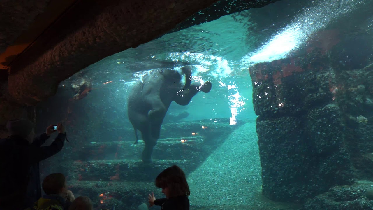Zürichse zoo heeft aquarium met olifanten