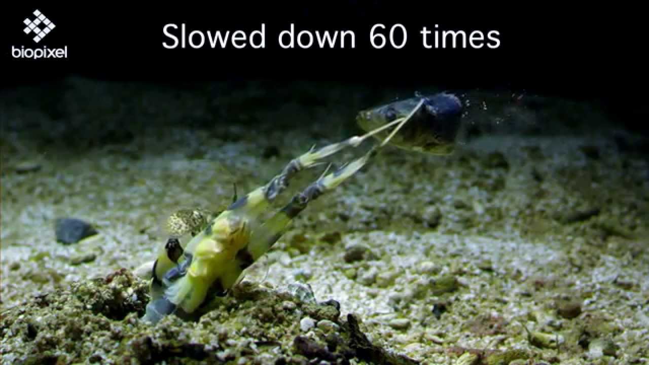 Mantis Shrimp gefilmd in slowmotion
