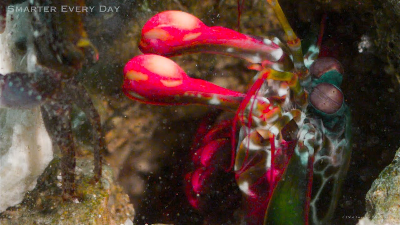 Formidabele kracht van mantis shrimp uitgelegd