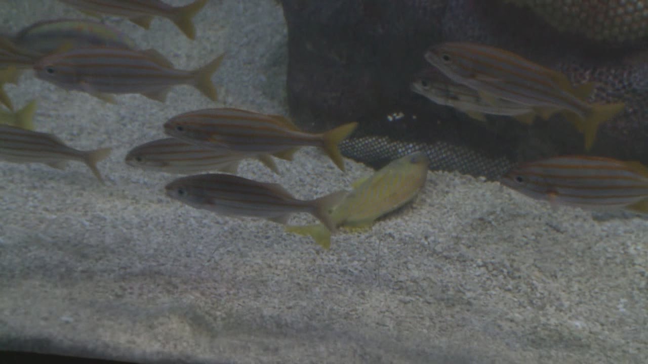 Publiek aquarium doodt per ongeluk honderd vissen