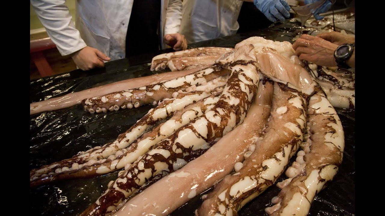 Dissecteer eens een inktvis