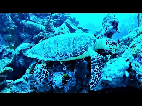Zeeschildpad verorbert grote spons