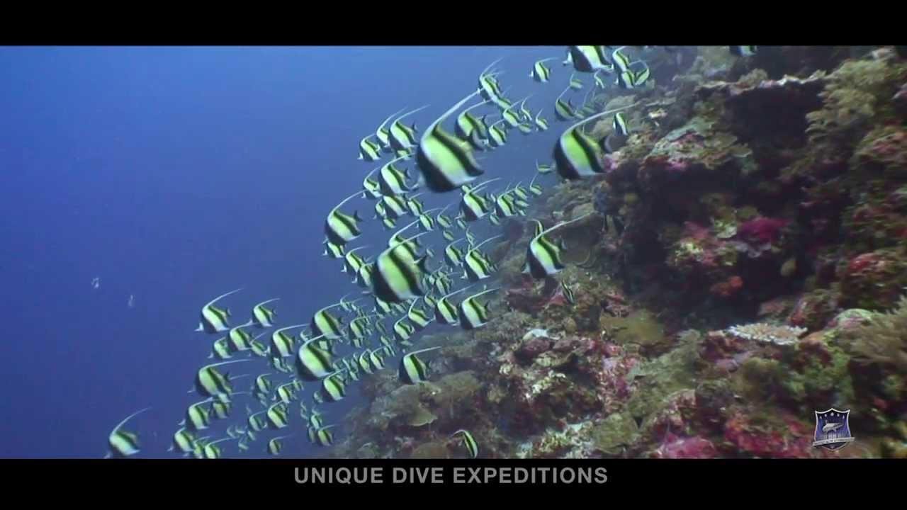 Parende vissen komen massaal samen in Palau