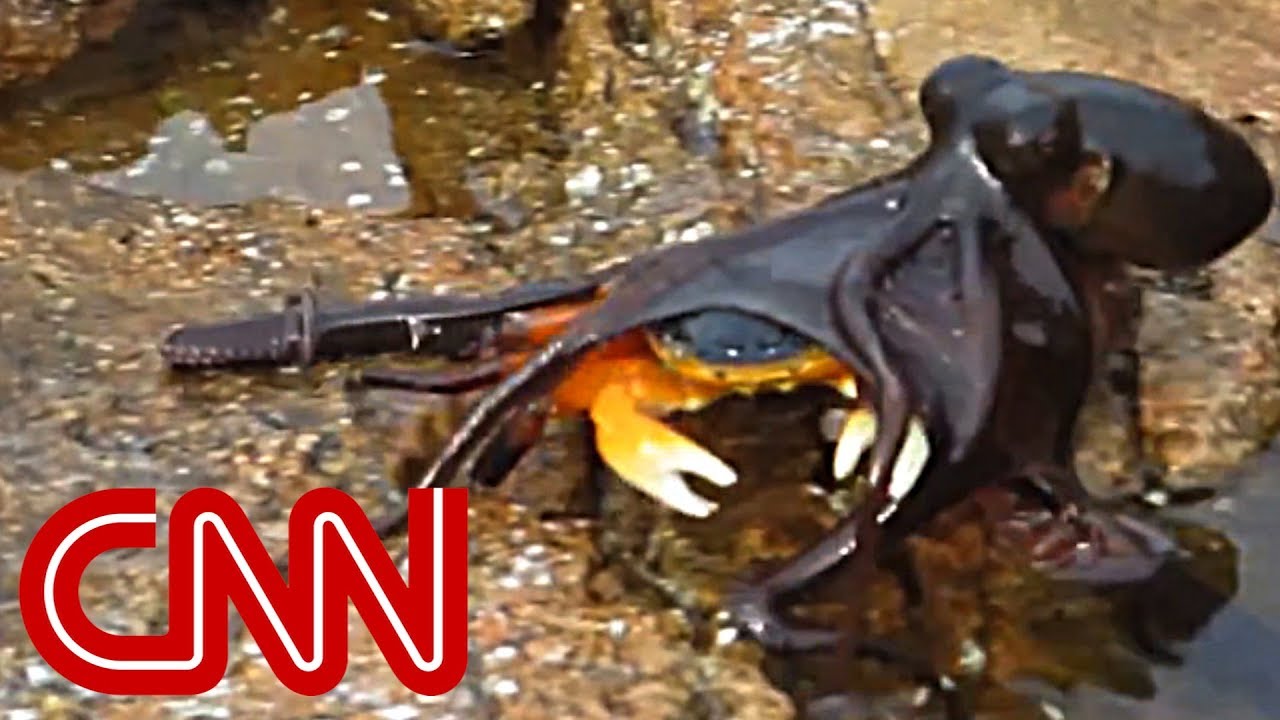 Octopus sleurt krab onderwater