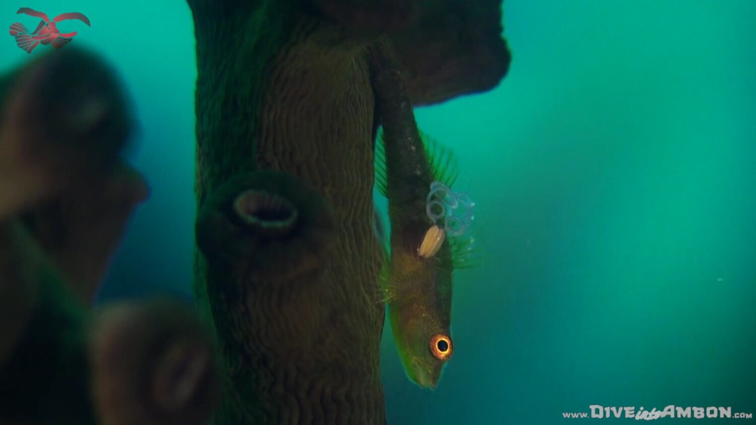Copepod in actie