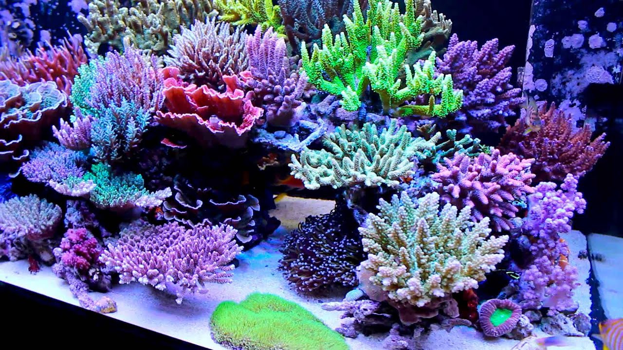 Japanese SPS jungle