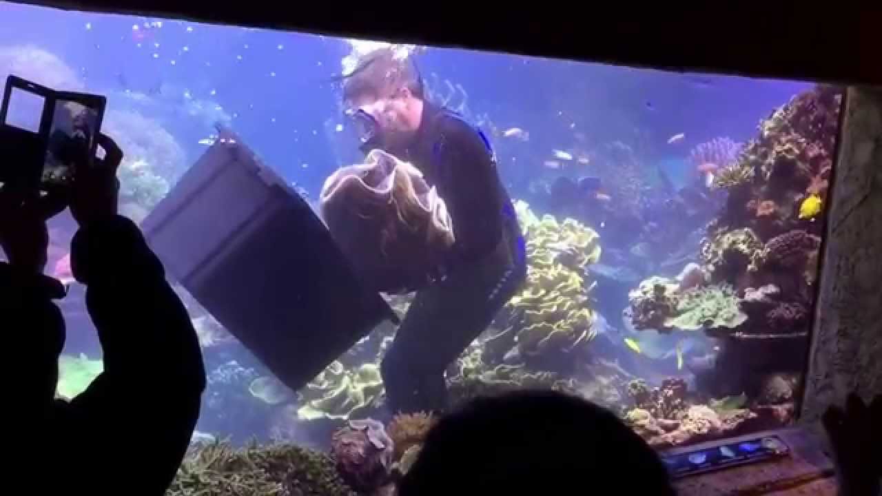 45 kilogram zware Tridacna schelp krijgt nieuwe thuis