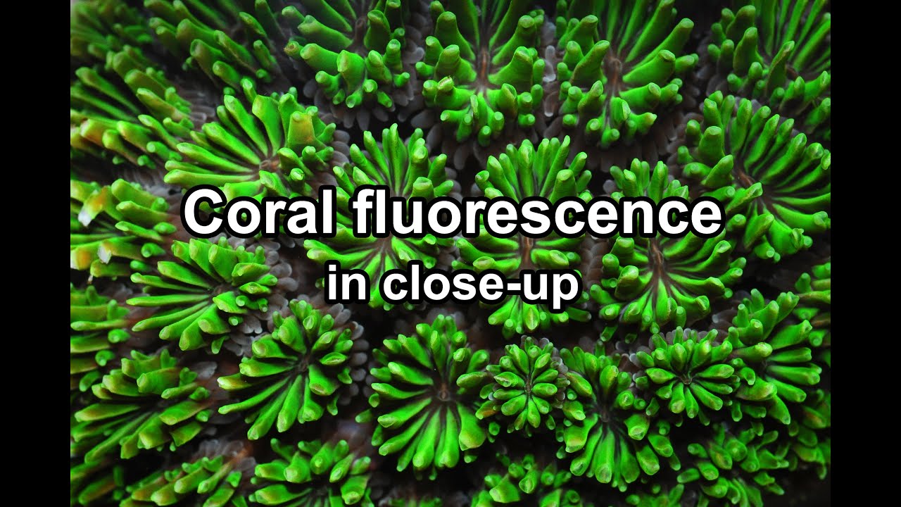 Time-lapse van fluorescerende koralen