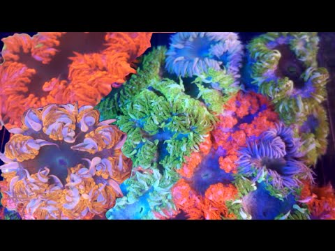 Kleurrijke anemonen