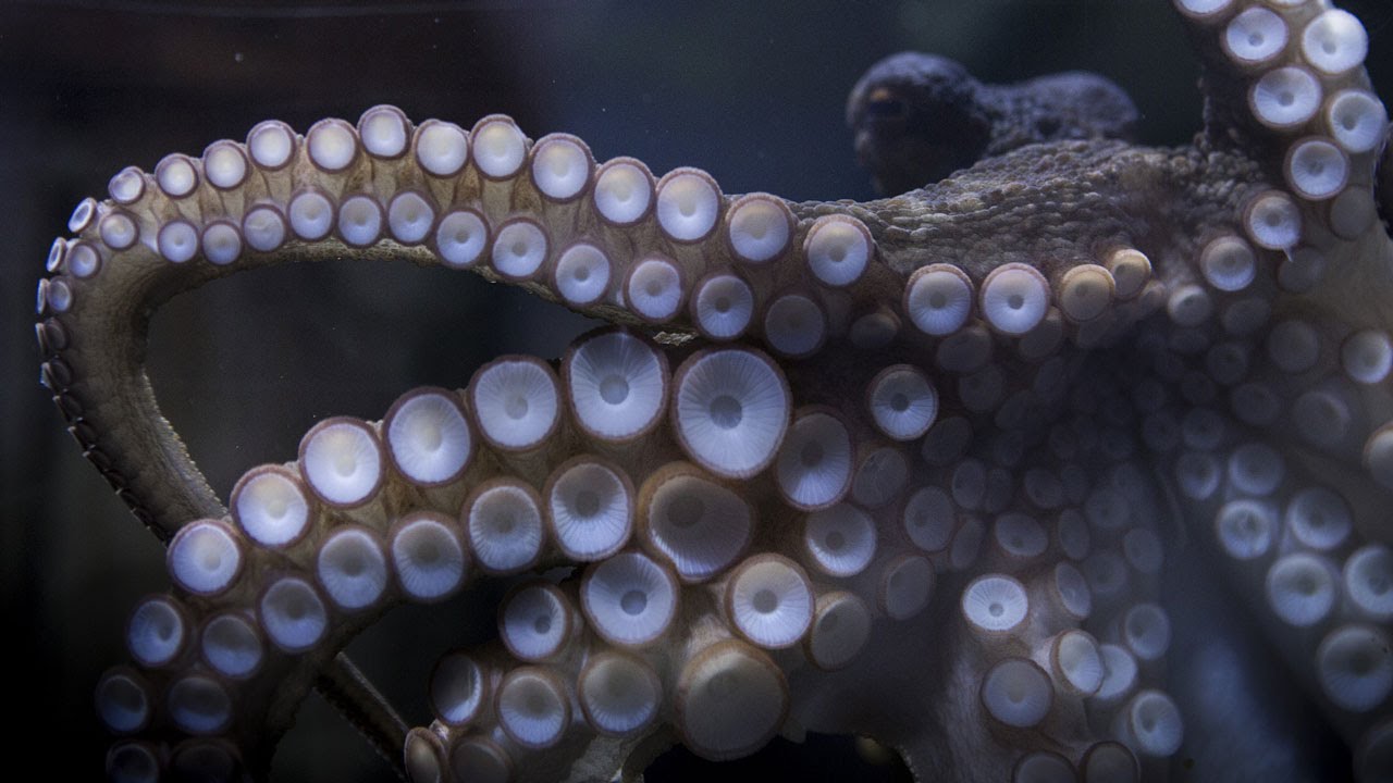 De Octograaf