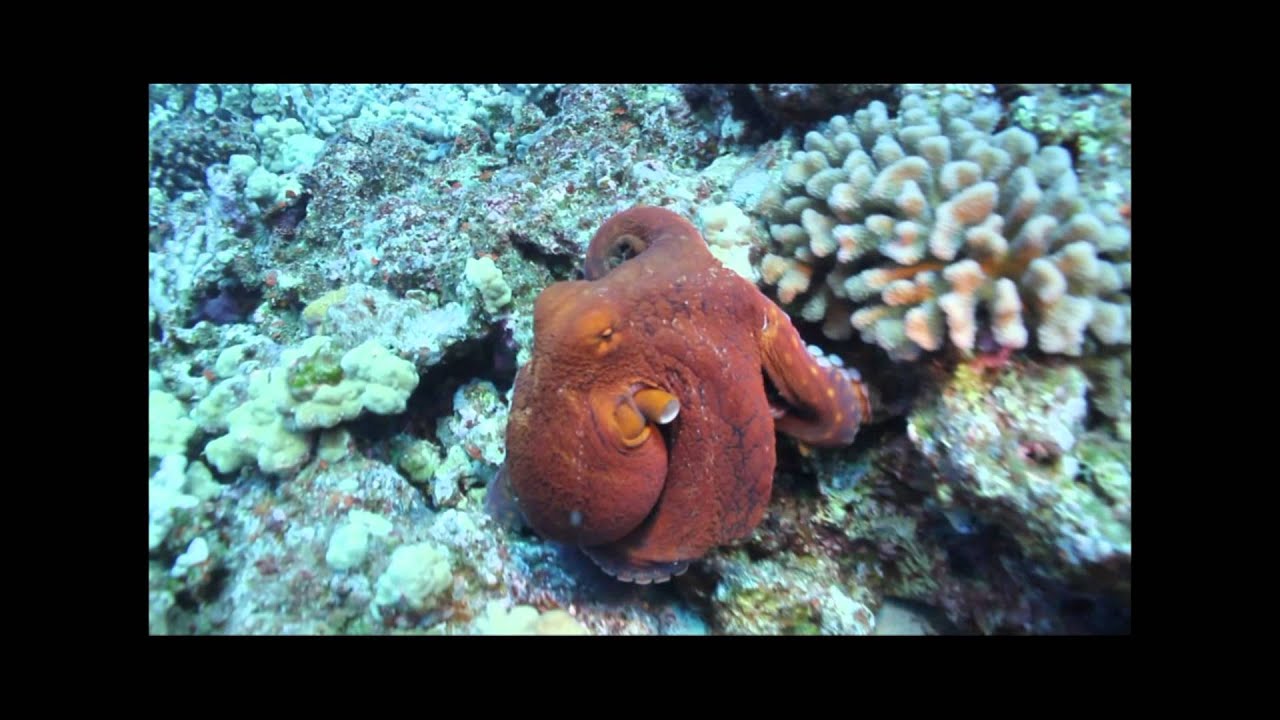 Kat en octopusspel