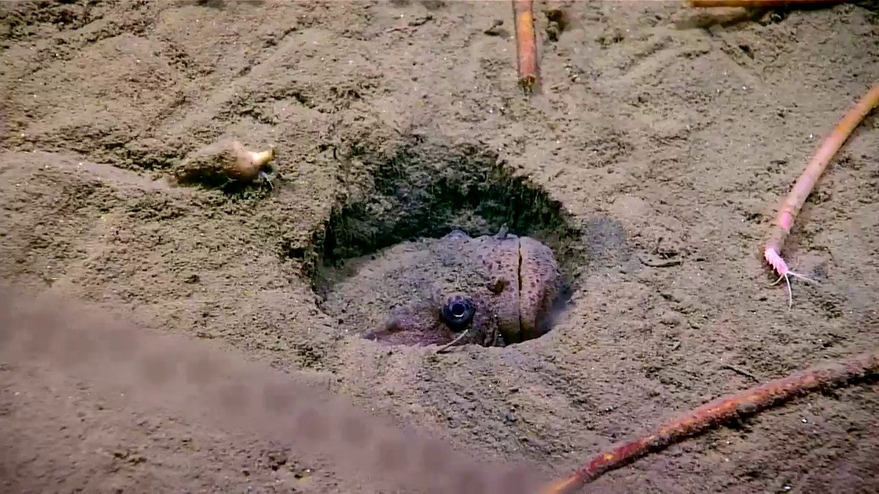 NOAA ontdekt nieuwe diersoorten