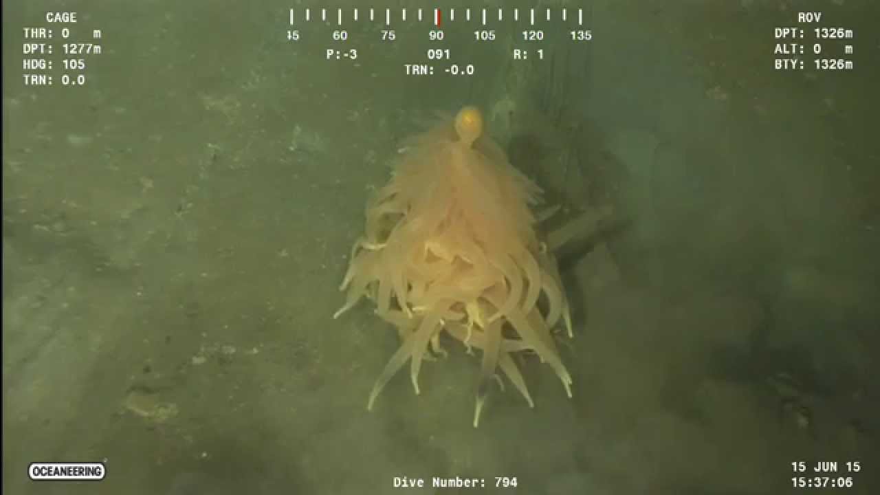 Vliegend spaghettimonster gefilmd?