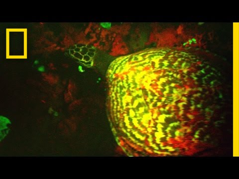 Wetenschappers ontdekken fluorescerende waterschildpad