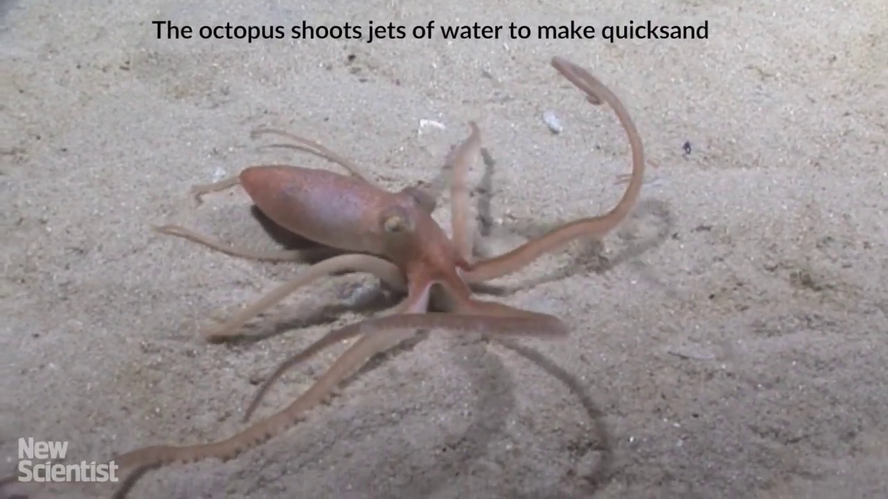 Octopus maakt eigen drijfzand