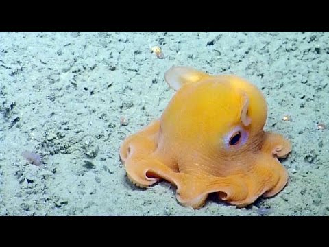 Mini octopus gefilmd in het wild