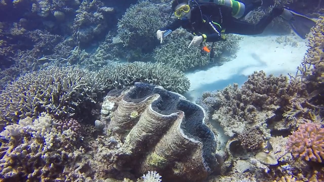 Een blik op Ribbon Reef