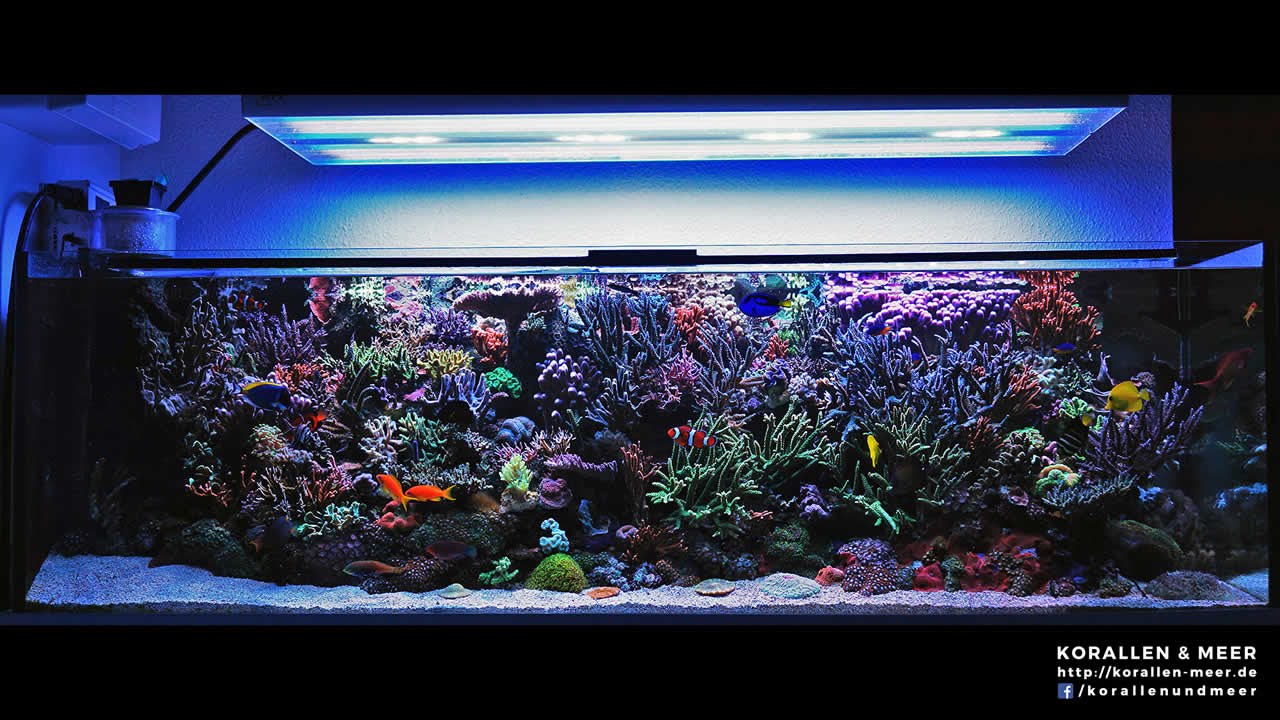 Duitse kwaliteit ook terug te vinden in aquaria
