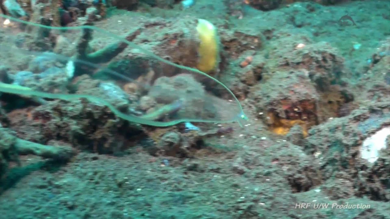 Spookachtige aal danst door het water