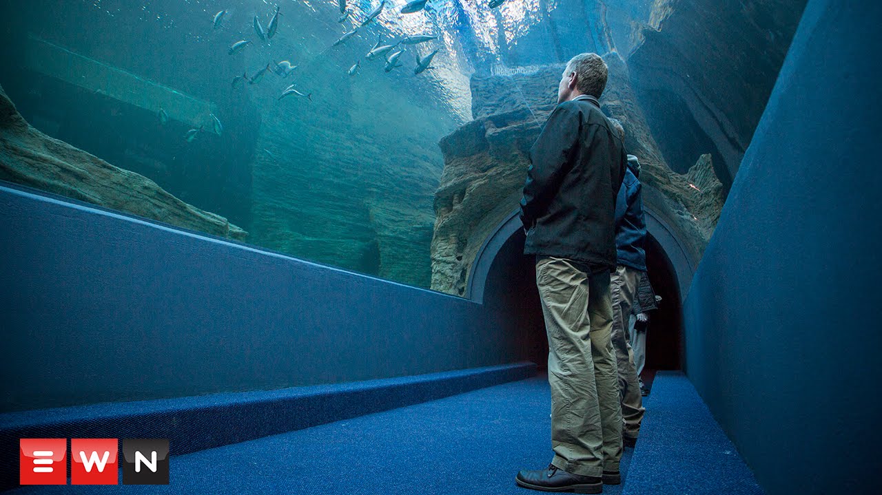 Kaapstad krijgt vernieuwd aquarium