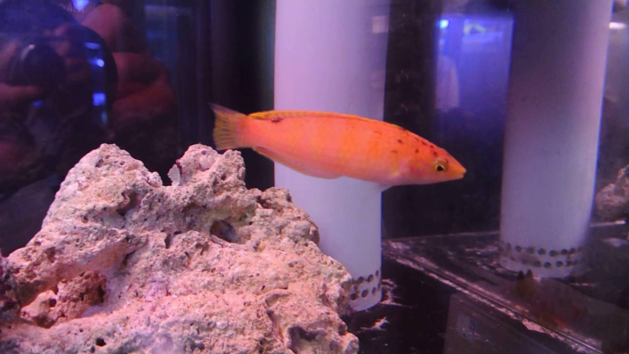 Nieuwe lipvis is diepe duiker