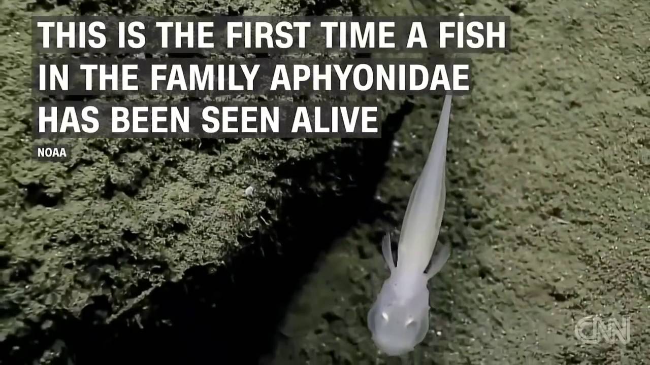 Aphyonidae voor het eerst levend gezien