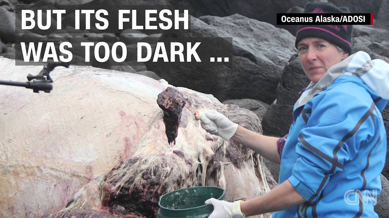 Mysterieuze walvis spoelt aan in Alaska