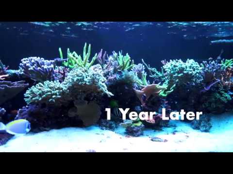 Privé tour bij Amerikaans aquarium