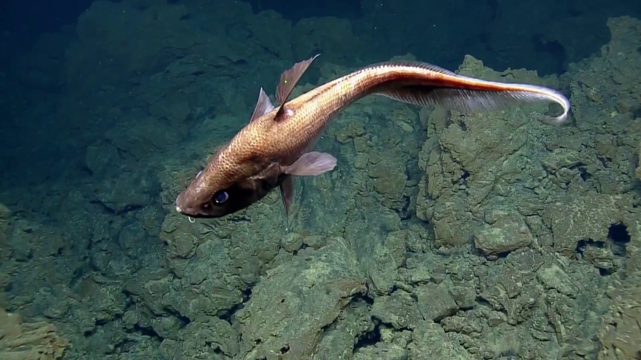 Nautilus maakt nieuwe beelden van mysterieuze diepzee