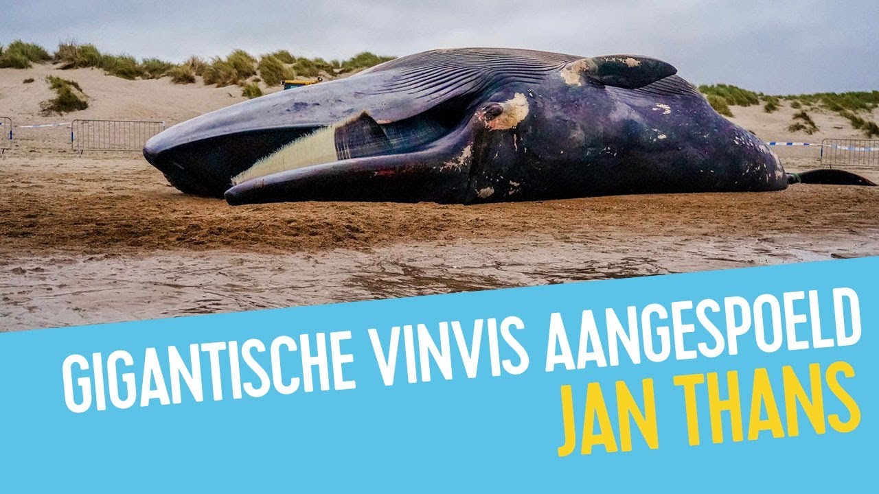 Dode vinvis spoelt aan op strand De Haan
