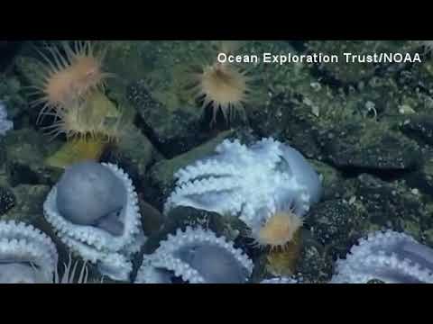 NOAA toont beelden van honderden voortplantende octopussen