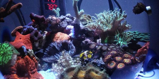 Rifbewoners © Fools Reef