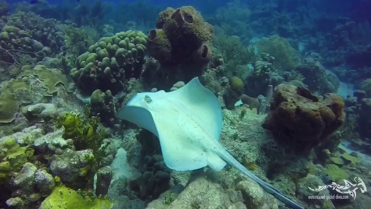 De wateren van Curaçao