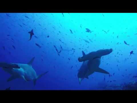 Duiker filmt gigantische school hamerhaaien