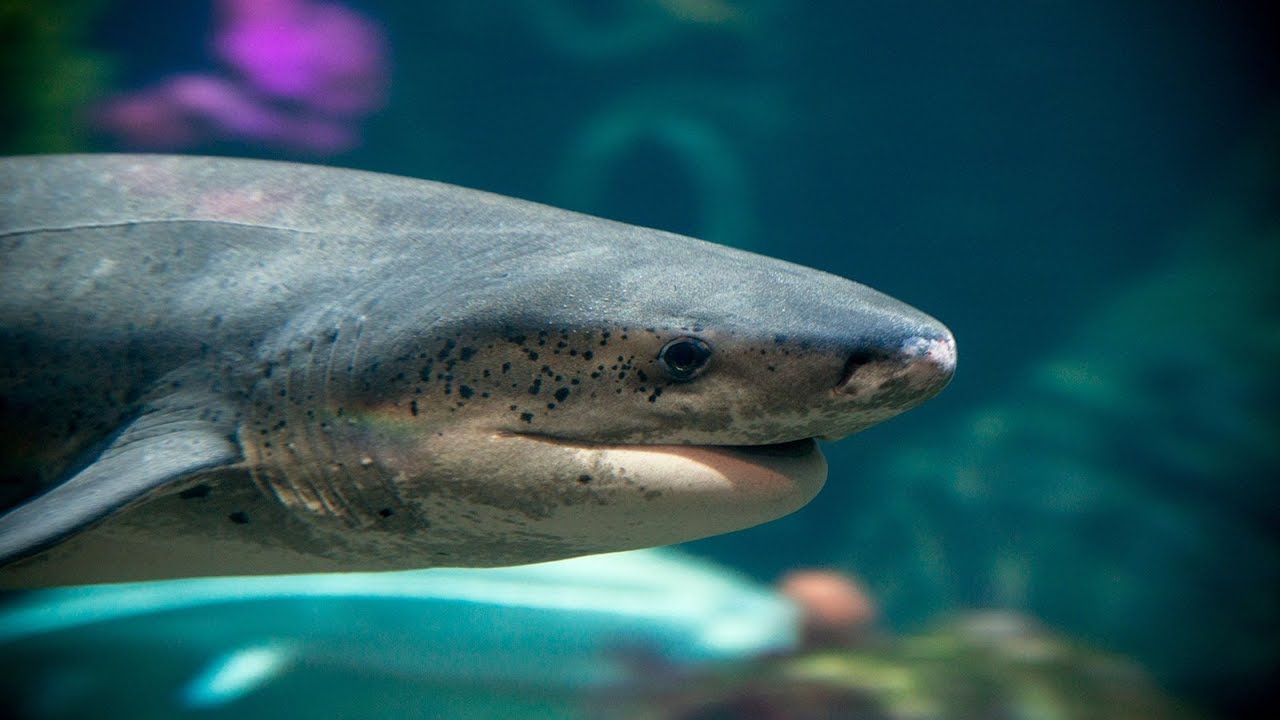 Bekijk hier livebeelden van het Monterey Bay Aquarium