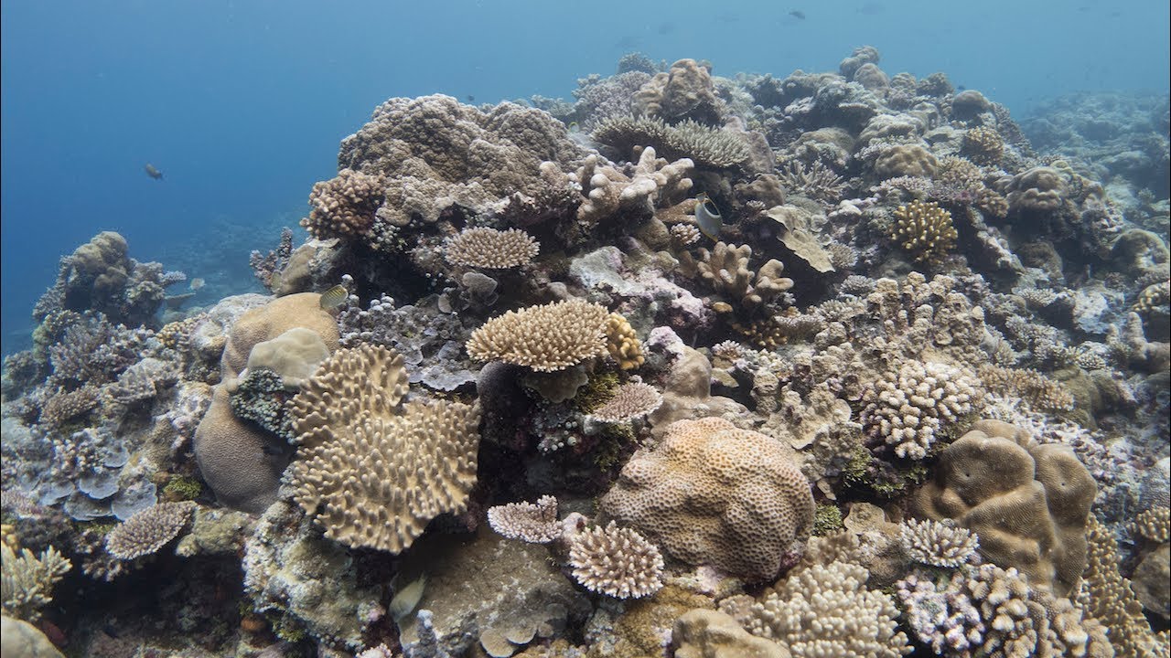 De koraalriffen van Palau