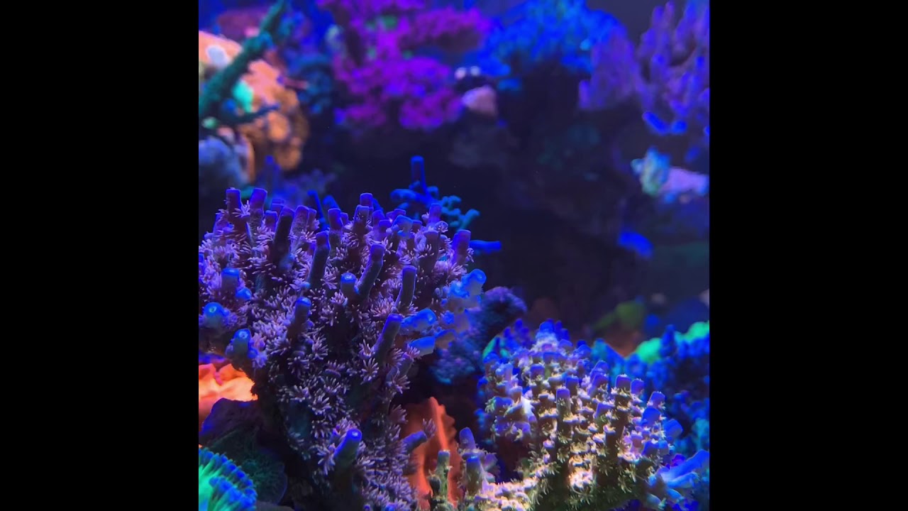WWC geeft update van huisaquarium