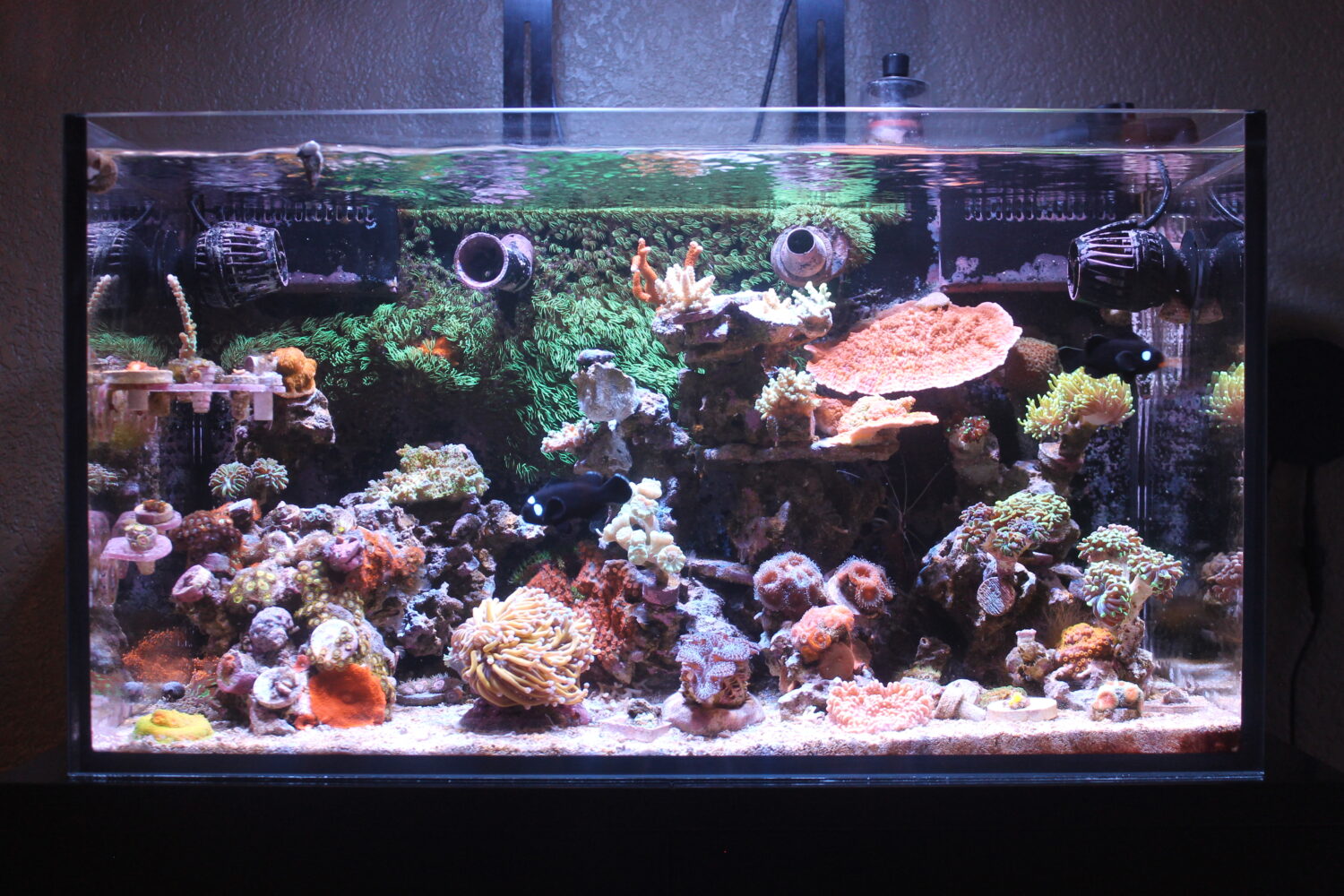 Het één mijl hoge aquarium