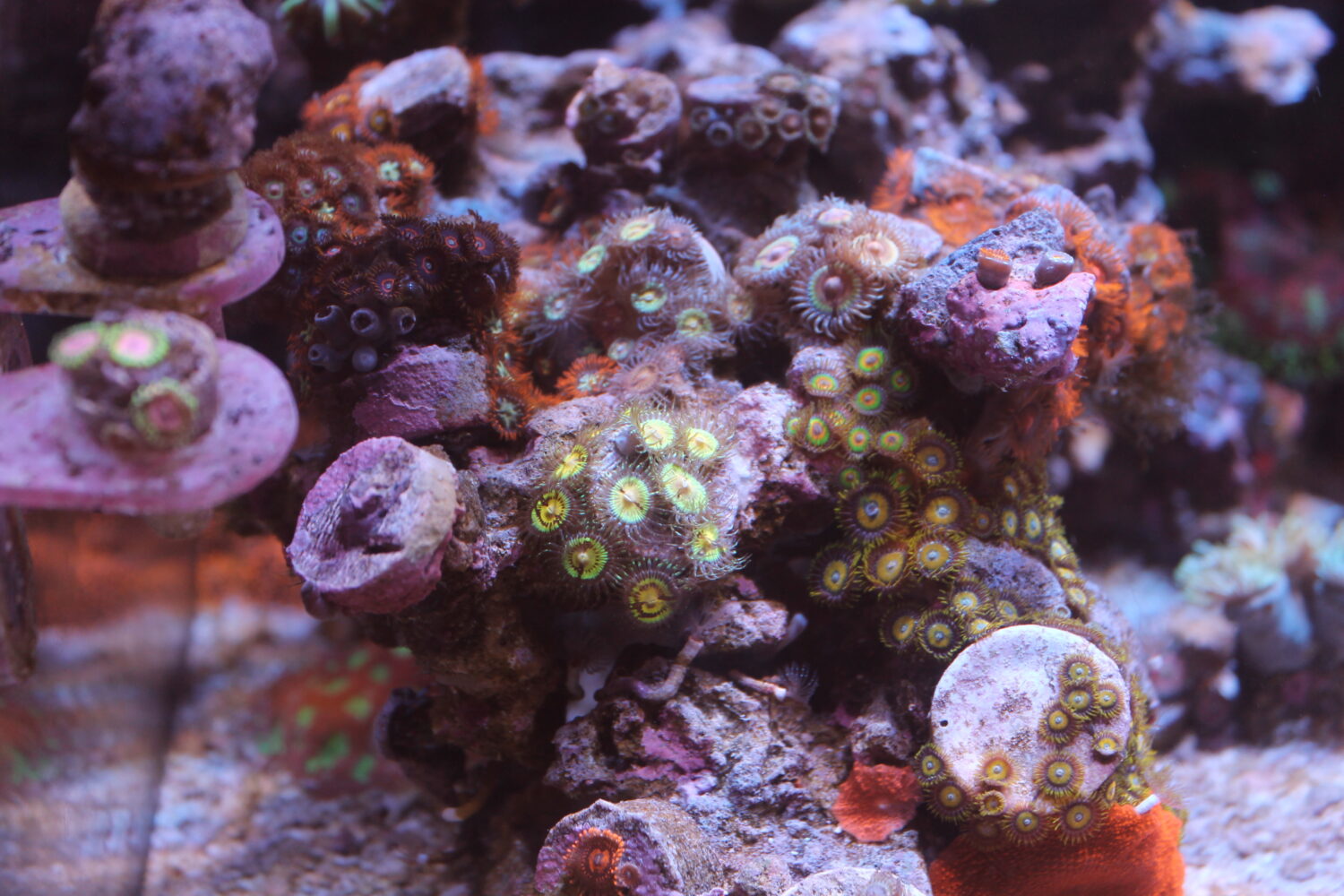 Zoanthids kunnen niet ontbreken © Elias Valenzuela