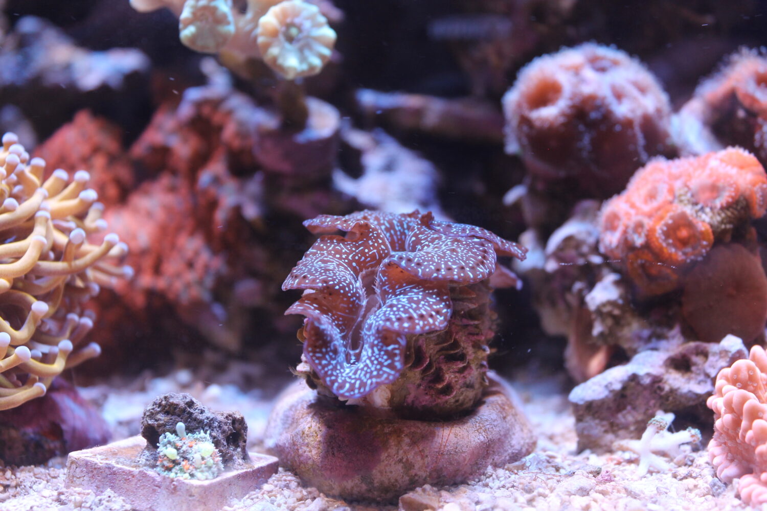 Tridacna maxima in het aquarium © Elias Valenzuela