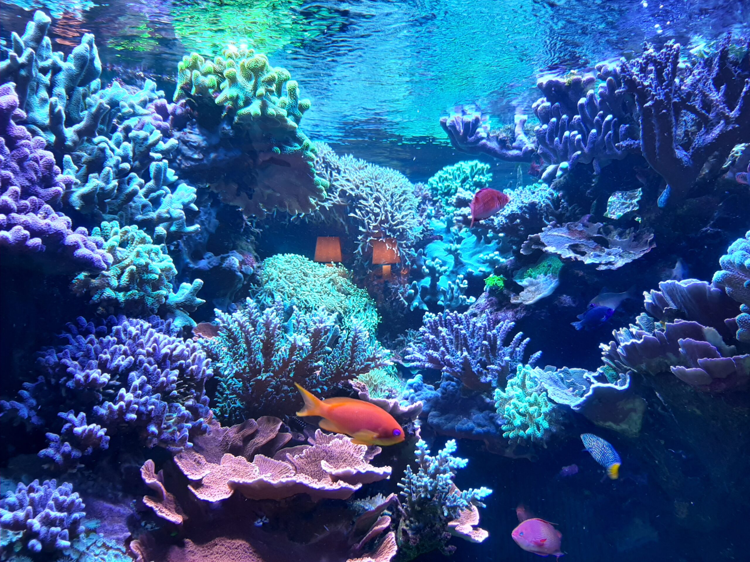 Het multi-kamer aquarium van David Saxby