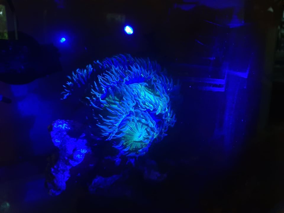 Effect van de scope op koralen © Zeewaternieuws