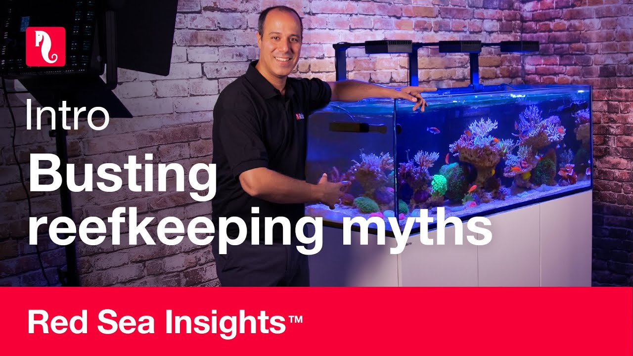 Red Sea tips voor rifverlichting